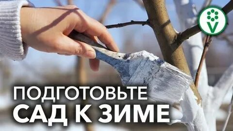 Подготовка сада к зиме в октябре