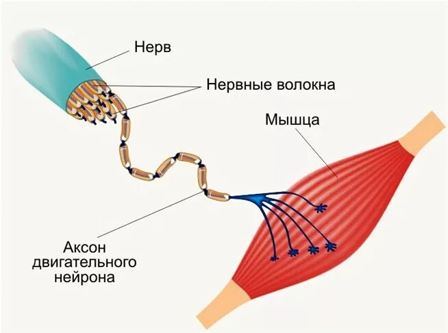 Схема иннервации скелетной мышцы. Строение нерва в мышцах. Иннервация мышечных волокон. Иннервация волокон нервной мускулатуры.