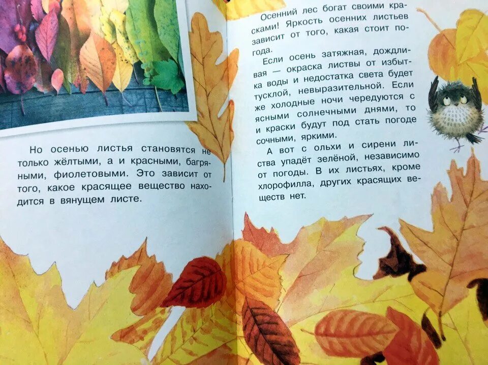 Почему желтеют листья детям. Почему желтеют листья книга. граубин почему желтеют листья. почему листья желтеют осенью.