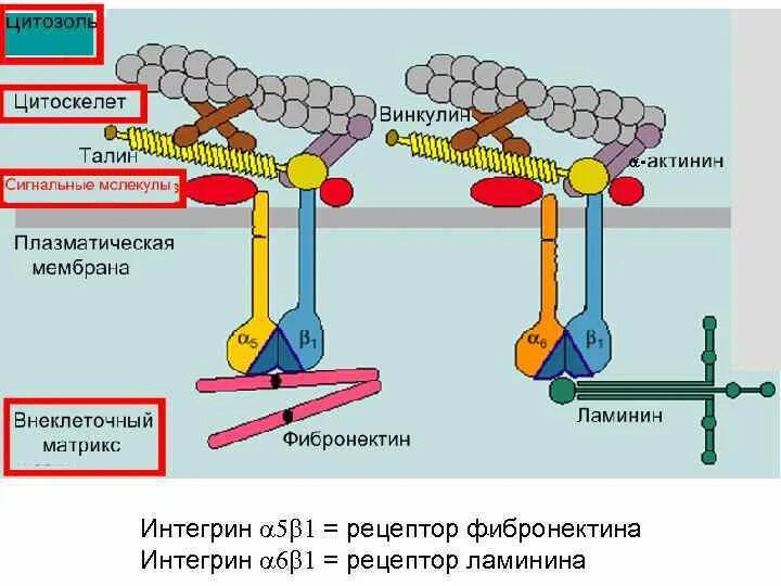 Фибронектин строение биохимия. Фибронектин рецепторы. Рецептор к фибронектину. Рецепторы фибронектина это.