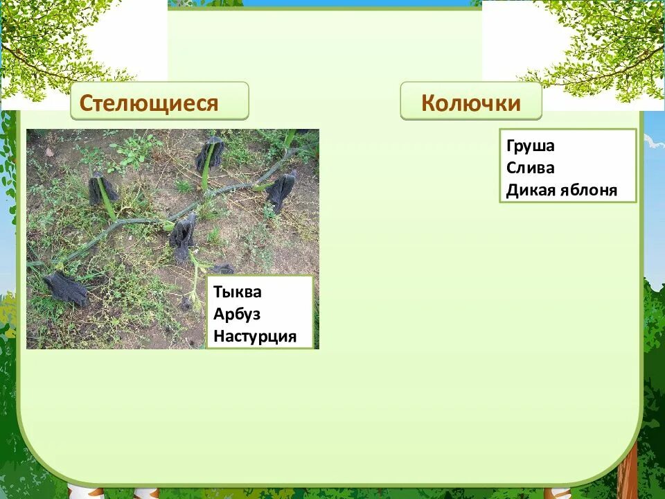 Сообщение на тему стебель. Сообщение на тему стебель