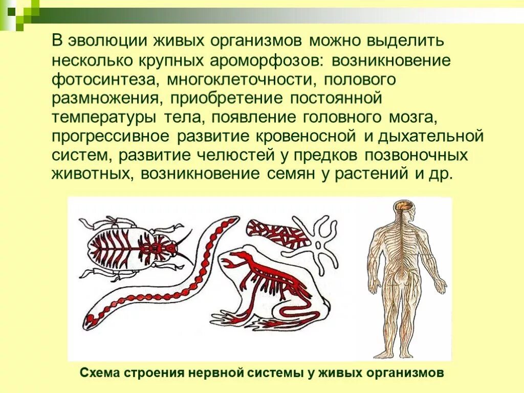 Причины эволюции живых организмов