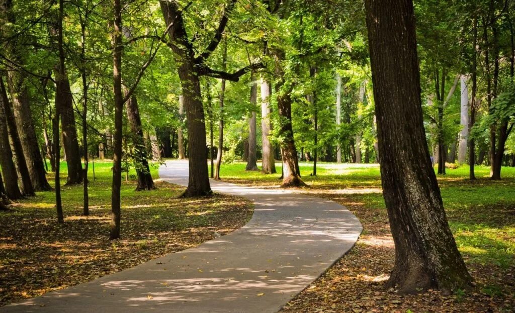 Тамбов роща. Ахлебиновская роща тамбов парк. Тамбов роща. Тамбов роща. Тамбов роща.