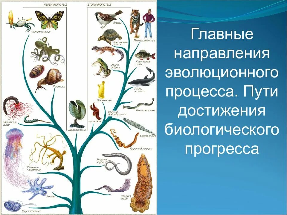 Основные направления эволюции. Пути эволюции биология. Основные пути и направления эволюции. Основные направления эволюционного процесса. Каковы пути достижения биологического прогресса