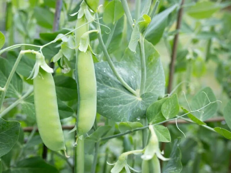 горох время. Lark seeds. горох время. горох время. горох время.