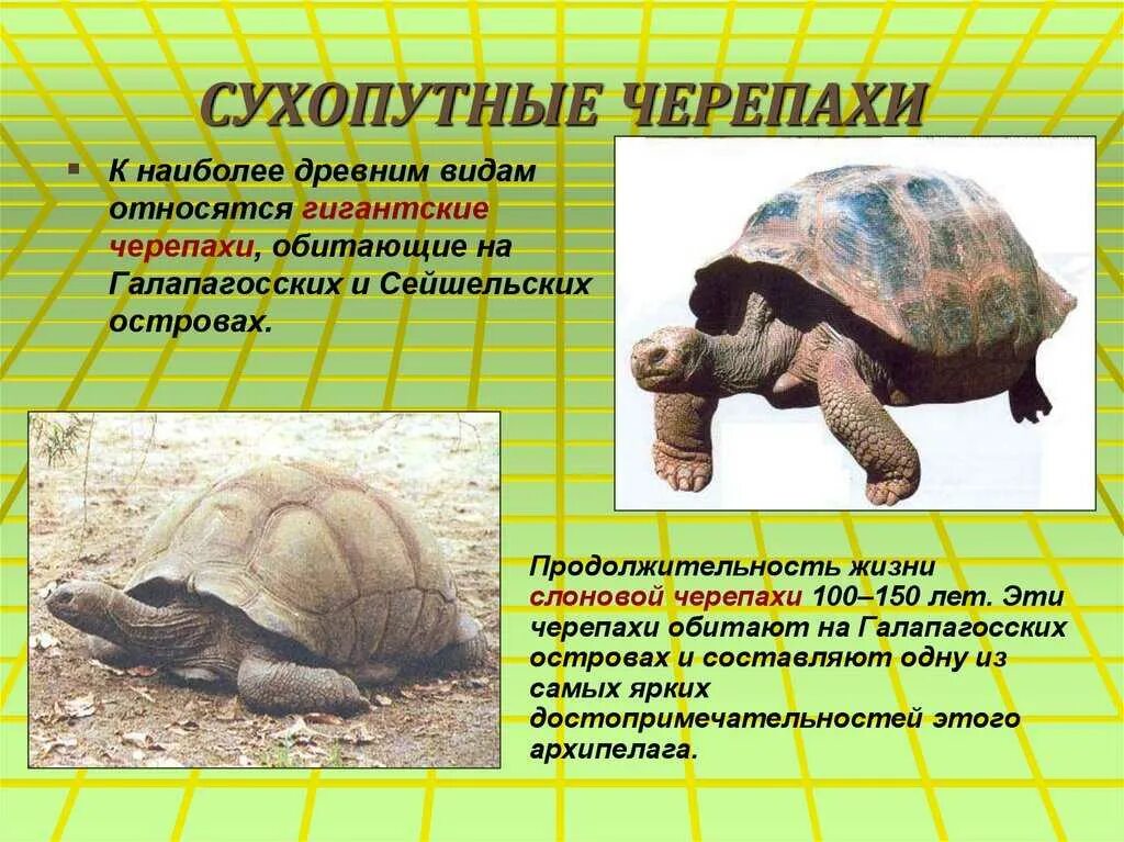 Способ передвижения черепахи. Сухопутная черепаха. наземные черепахи. черепаха водная и сухопутная. обитали черепаха.
