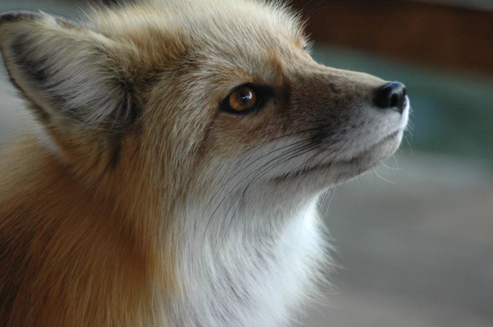 Лисица (Vulpes Vulpes). Красивая лиса. Самая красивая лиса. Милая лиса. Fluffy fox