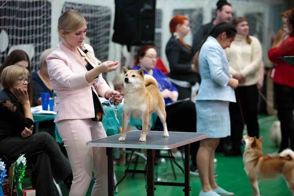 Выставка собак работа. На выставке собак. выставка собак в москве 2025. ярмарка собак в москве. столы выставочные собачьи.