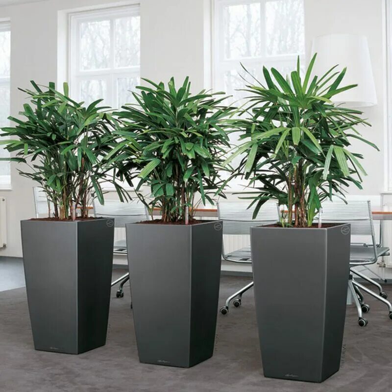 Для высоких цветов. Кашпо "Рапис" матовое 57 см. Растения для офиса. Офисная Пальма. Популярные офисные цветы.
