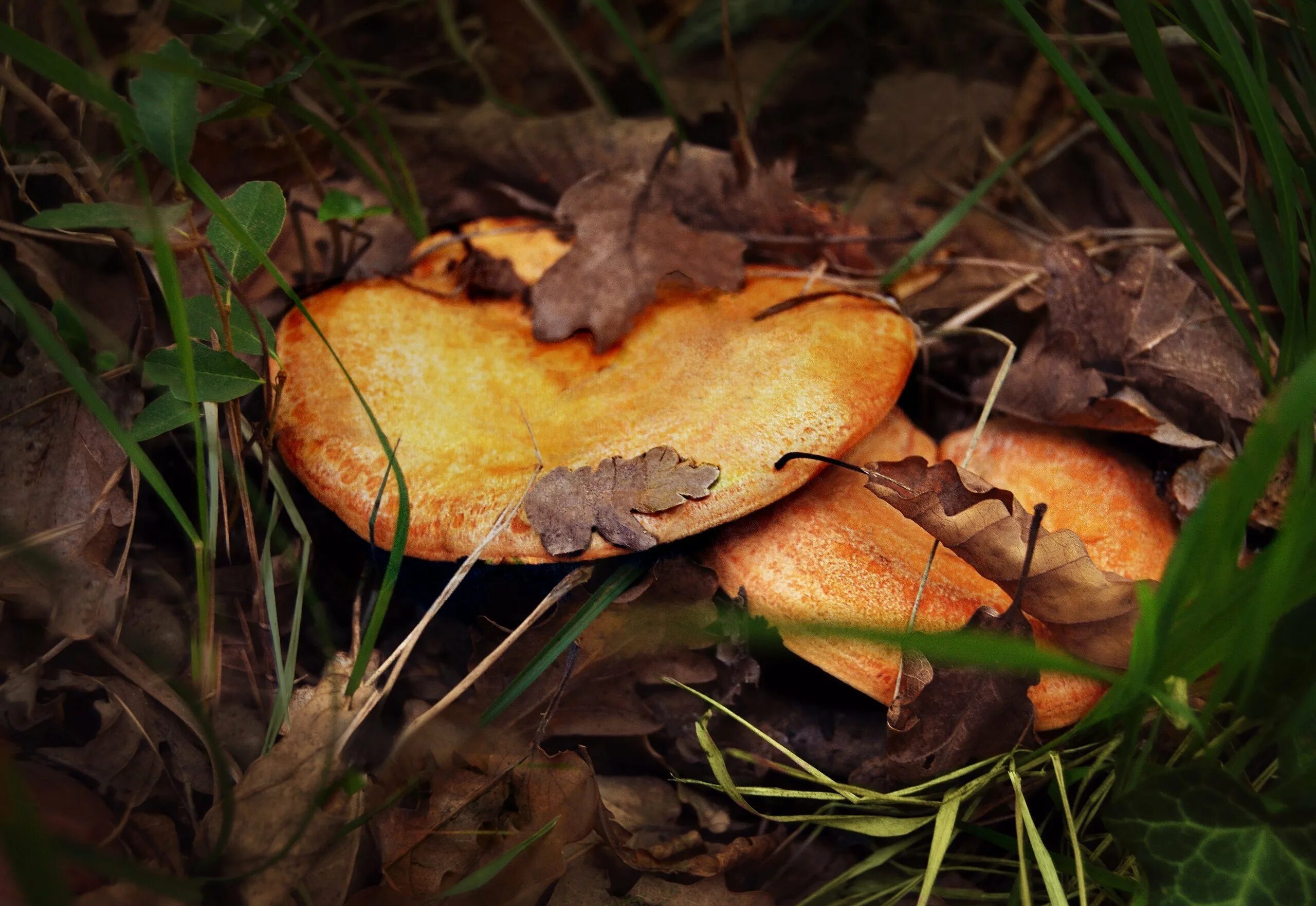 Рыжик Сосновый/Боровой (Lactarius deliciosus);. Крымские рыжики грибы. Рыжики грибы в Крыму. Рыжик Крымский. Рыжики опята