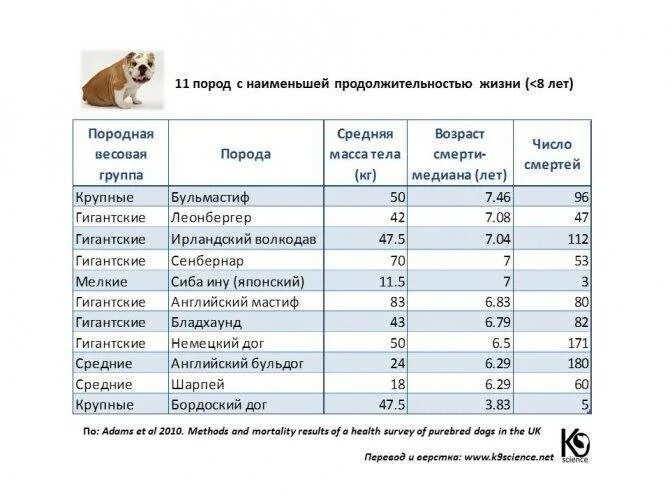 Срок жизни собак по породам таблица средний How Long Do Dogs Live: Your Dog's Lifespan Top Dog Tips
