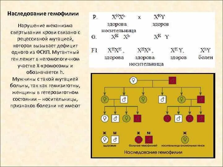 Гемофилия передается как рецессивный. Схема наследственности гемофилии. Гемофилия генетика Тип наследования. Механизм наследования гемофилии. Характер наследования гемофилии.