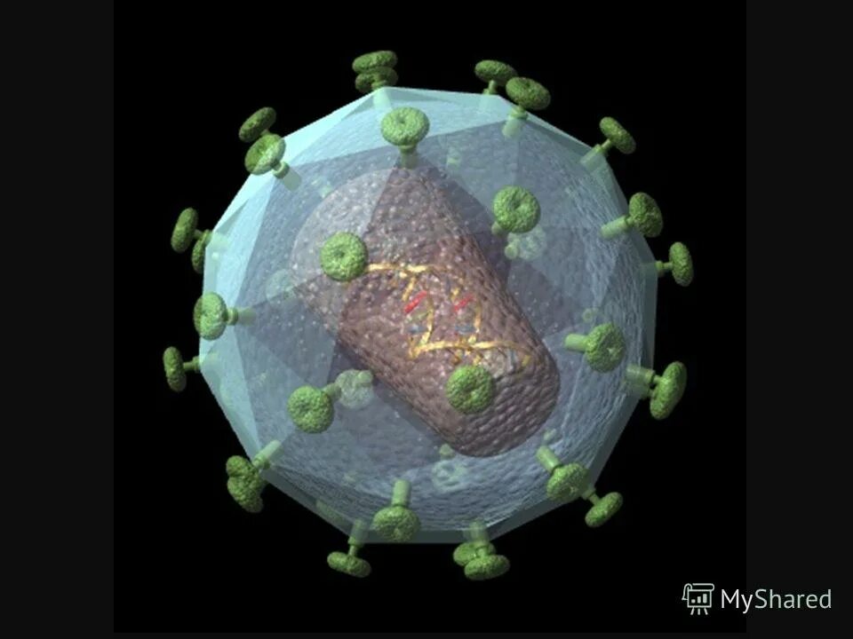 Модель вируса СПИДА. Макет вируса ВИЧ. 3 Д модель вируса иммунодефицита человека. ВИЧ вирус 3d модель.