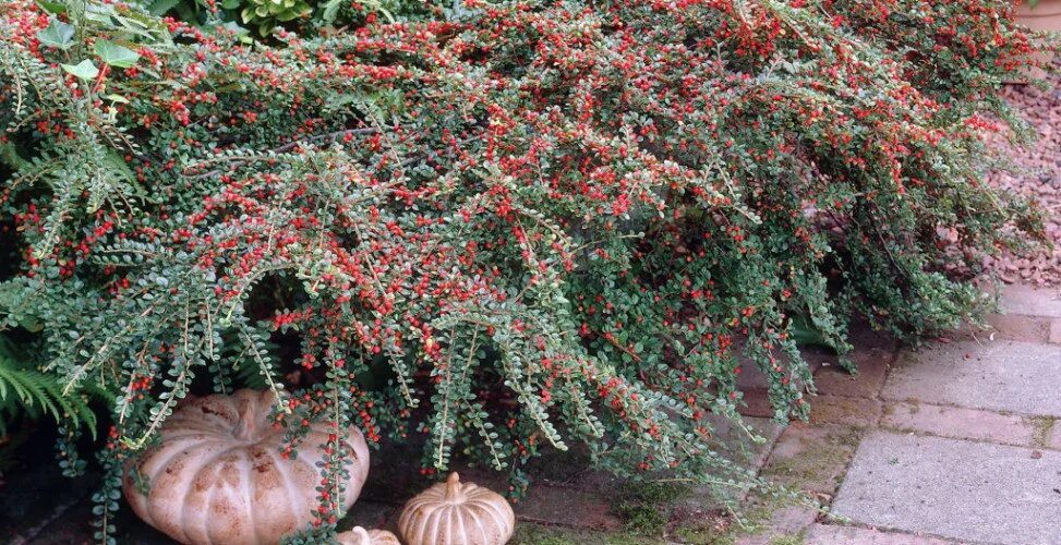 Cotoneaster dammeri - Bearberry Cotoneaster PlantMaster