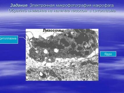 Электронная микрофотография