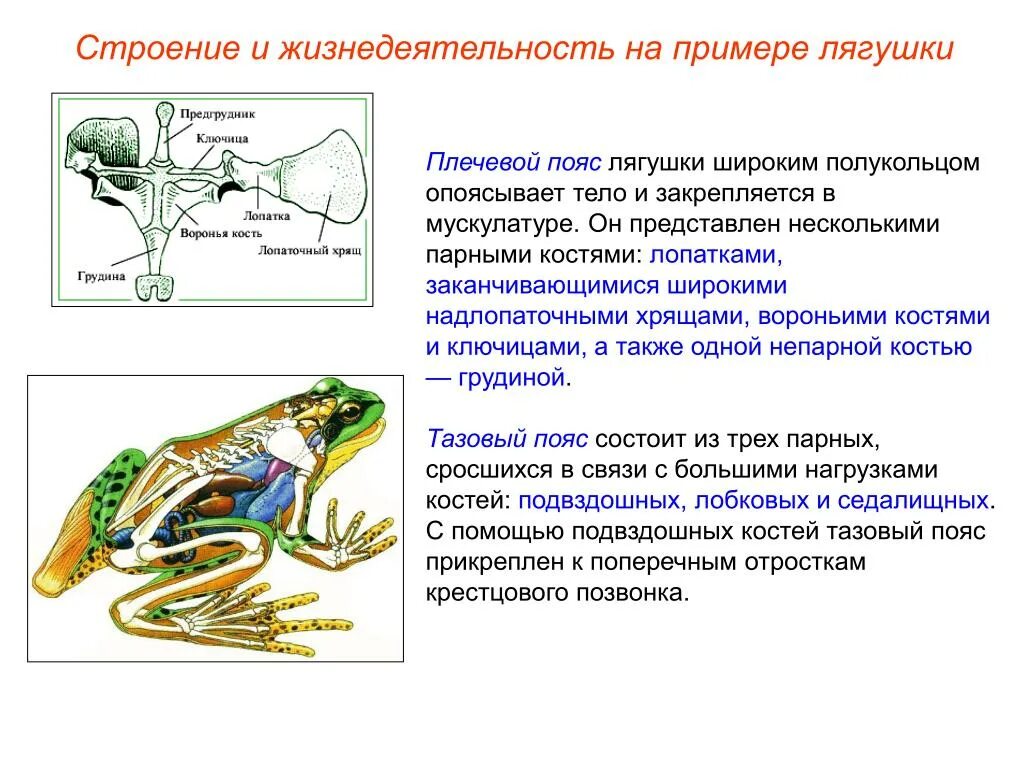 Строение пояса задних конечностей лягушки. Пояс задних конечностей лягушки 7 класс. Пояс задних конечностей у земноводных 7 класс. Строение скелета поясов и конечностей лягушки. Скелет передних конечностей лягушки