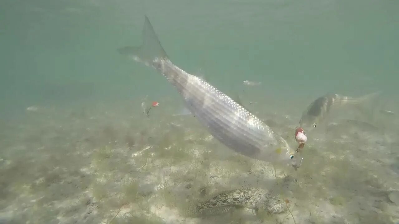 Пеленгас в Азовском море. Кефаль Каспийская. Ловля кефали в черном море с берега. Снасть на кефаль черное море. Ловля кефали с берега