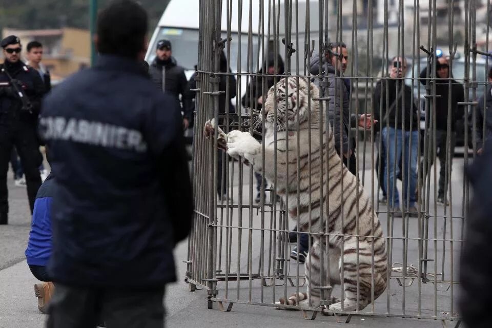 Тигр сбежал. Тигр в клетку. Клетка для тигра. Тигр за решеткой. Сбежавший цирк