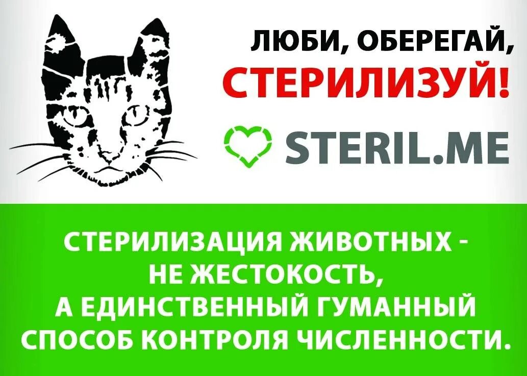 Стерилизация животных. Плакаты о стерилизации животных. Стерилизация кошек плакат. Надпись стерильно