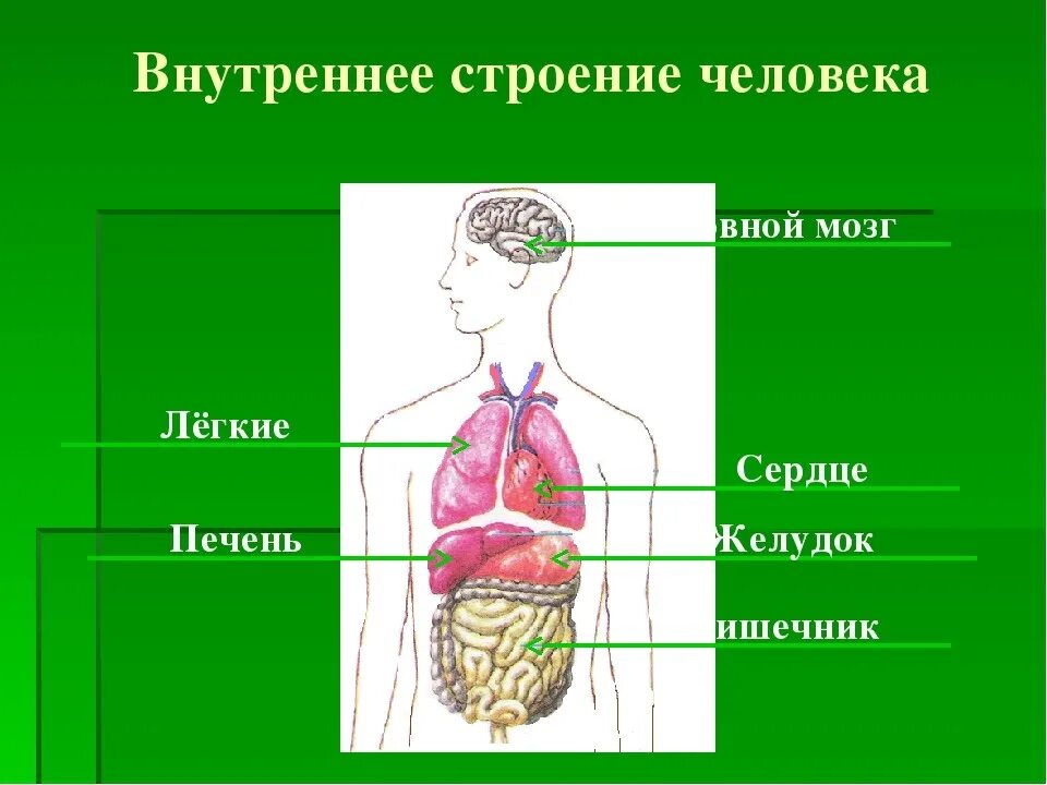 Структура органов человека. Строение человека. Внутренние органы человека. Строение органов. Структура человека внутренние органы.