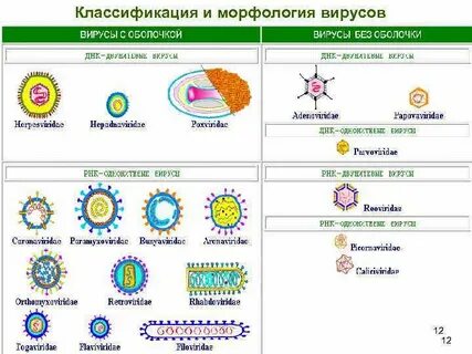 6 виды вирусов
