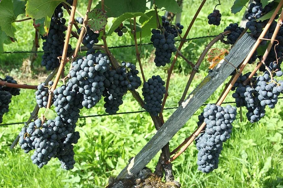 Нуар сорт винограда. Виноград пино нуар. пино нуар сорт. pinot noir виноград. пино фран виноград.