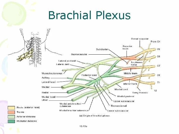 Practical anatomy. Practical anatomy