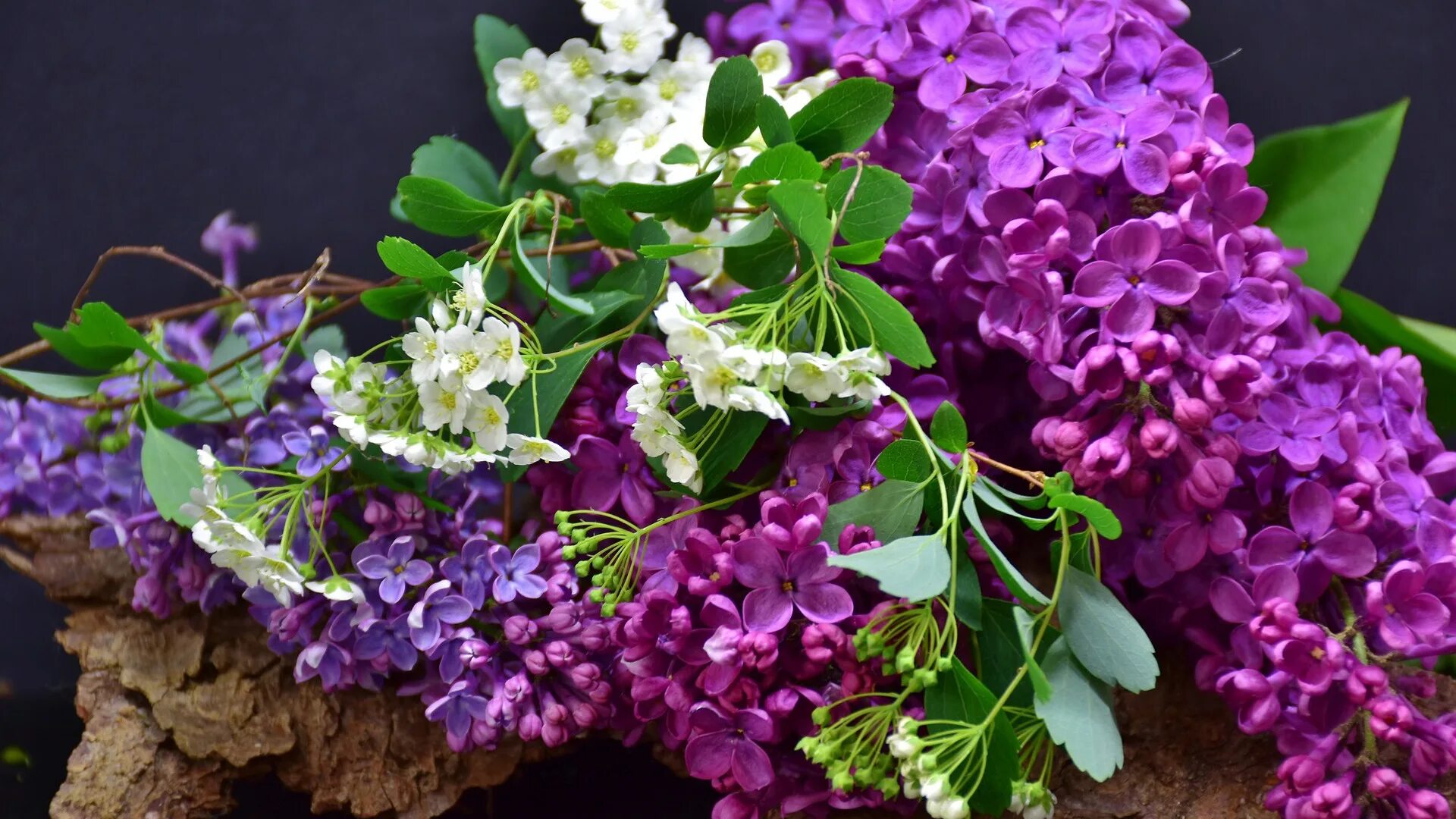 Видеть во сне сирень цветущую. Парк сирени прохоровка. лилак слинке. букет сирени. весна сирень.