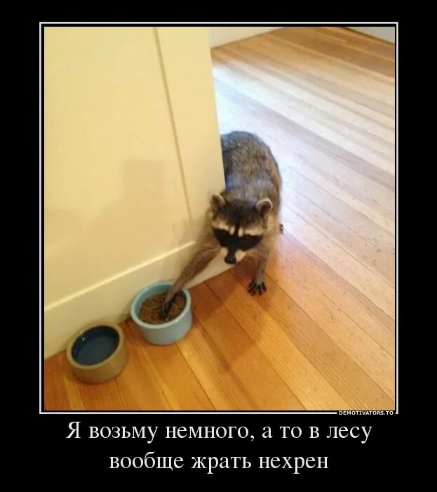 Кот пельмень. Кот ворует пельмени. Берем немного. Полосатые. Если от много взять немножко.