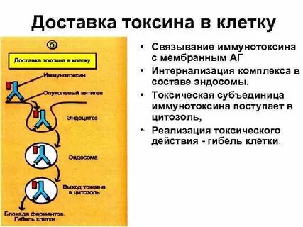 Действия токсина