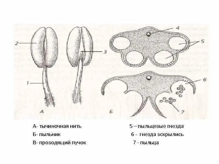 Пыльцевые гнезда пыльника. Строение пыльцевого гнезда. Анатомическое строение пыльника. Строение тычиночной нити.