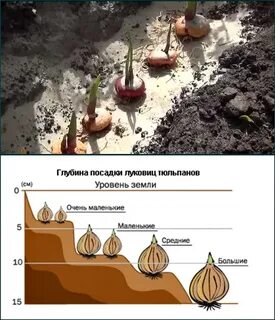 Расстояние при посадке гладиолусов