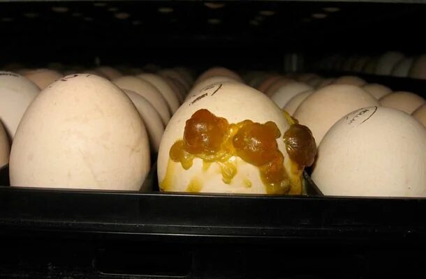 Фото яиц в инкубаторе по дням. Овоскопирование утиных яиц. Инкубация гусиных яиц овоскоп. Тумак яйца при инкубации.