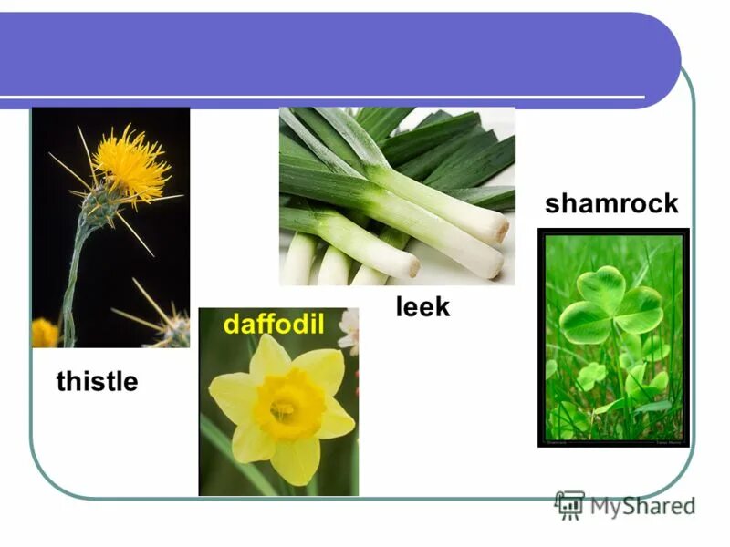 нарцисс символ уэльса. желтый нарцисс символ уэльса. желтый нарцисс daffodil уэльс. лук-порей символ уэльса. Daffodil символ уэльса.