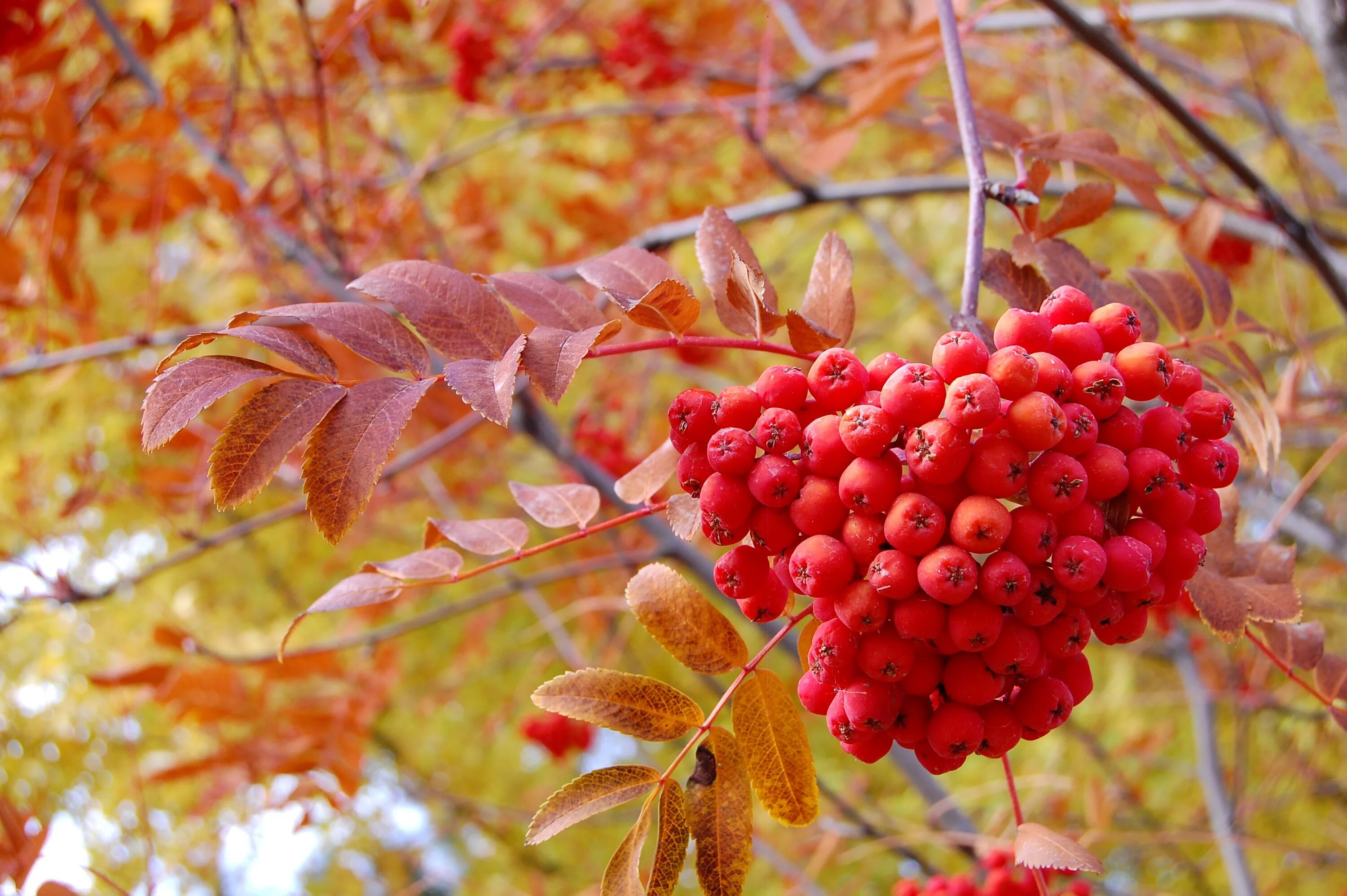 Beautiful Mountain Ash Tree in Autumn - YouTube