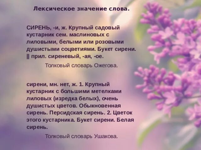 Песня ветка сирени упала нагрудь. Одинокая ветка сирени слова. Одинокая ветка сирени текст песни. Сирень текст. Одинокая ветка сирени слова текст.