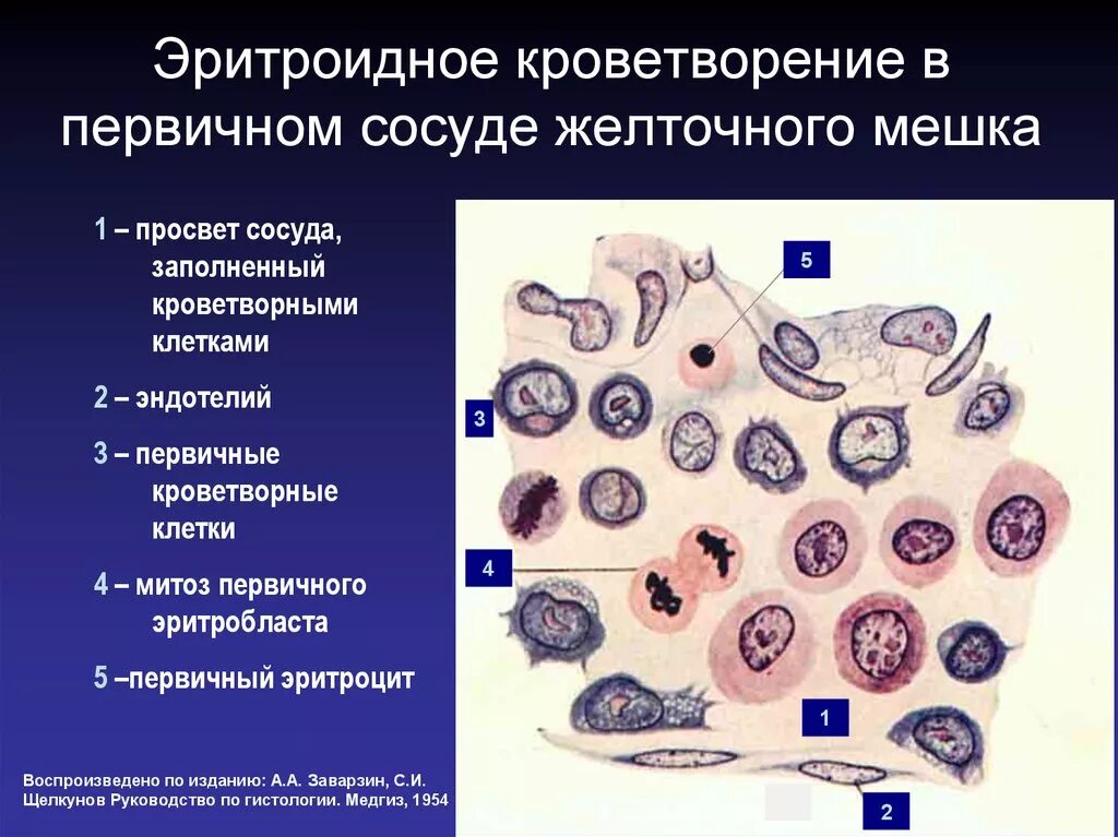 Эмбриональный гемопоэз. Кроветворение в стенке желточного мешк. Первичные эритробласты. Желточный этап гемопоэза. Гемопоэз в желточном мешке.