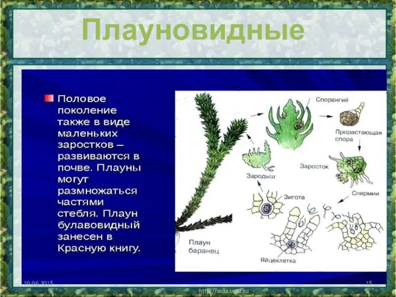 Половое поколение представлено. Спорангии плауновидных. Таксон Плауновидные. Листья плауна. Плауновидные плодолистики.