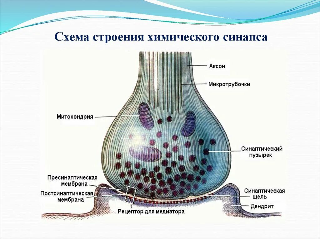 Синаптические пузырьки. Схема строения межнейронного синапса. Химический нервный синапс. Строение химического синапса физиология. Синапс пресинаптическая мембрана.