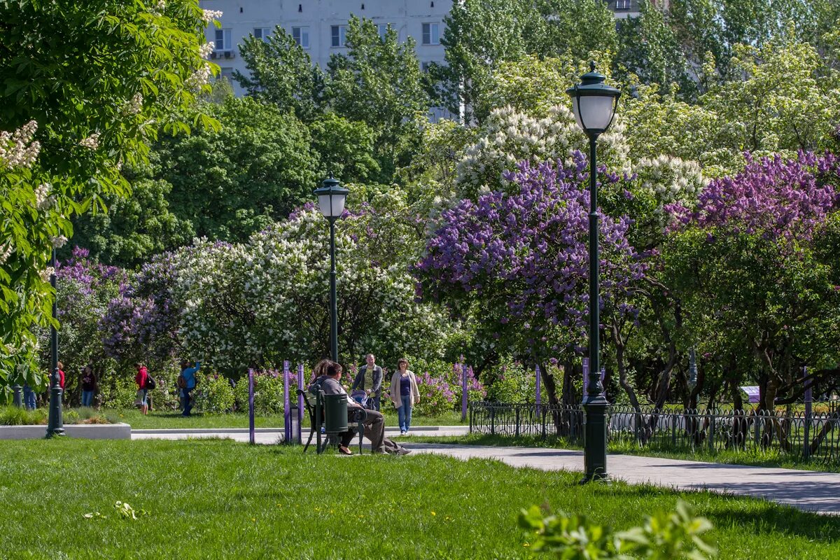 Площадь сирени. Парк на сиреневом бульваре Москва. Сиреневый бульвар Москва цветение. Парк сиреневый сад. Сиреневый сад Измайловский парк.