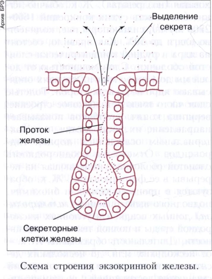 Общий план строения экзокринной желёз. Семенники железа строение. Схема строения секреторных отделов слюнных желез. Железистый эпителий строение. Схема строения экзокринных и эндокринных желез.