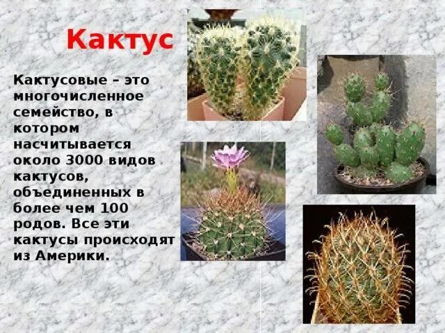 Кактусовые семейство сообщение. Систематика растений Кактус. Систематика кактуса род. Семейство кактусовых. Семейство Кактусовые виды.