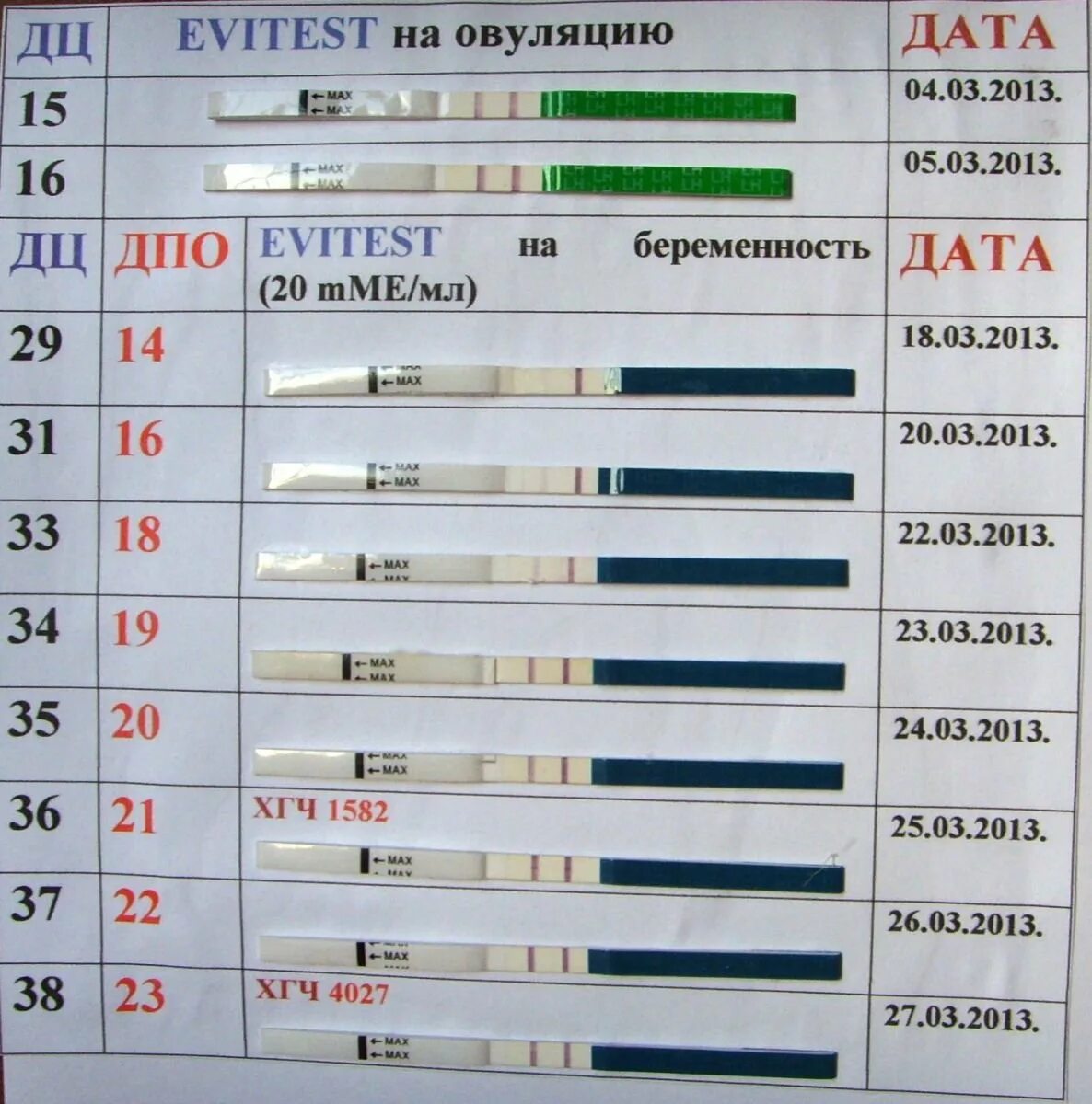 Динамика тестов на беременность. ДПО беременность динамика тестов. Динамика тестов на беременность по дням. Динамика по тестам эвитест. Через сколько дней делать тест после овуляции