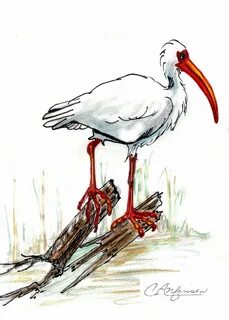 Рисовать ibis