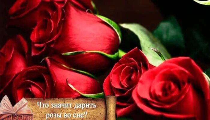 Обозначение цвета цветов. К чему снятся красные розы. К чему снятся красные розы букет. Что значат розы во сне. Розовые розы во сне.