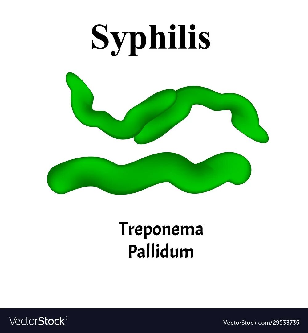 ИФА на Treponema pallidum. Анти трепонема ралладиум. АТ К трепонема паллидум что это. Сифилис трепонема паллидум.