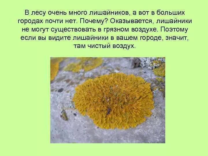 Описание лишайника по следующему плану. Вывод о лишайниках. Лишайники презентация. Выводы по теме лишайники. Сообщение о лишайниках.