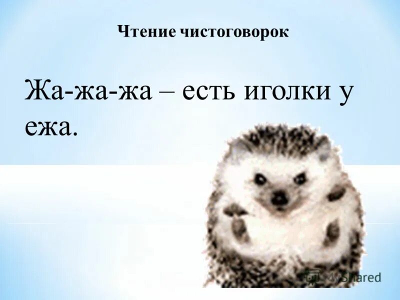 Африканский ёжик. Ежик на спине. Перенесли ежика. Отдых на горе ёжик. Переносим ежик.