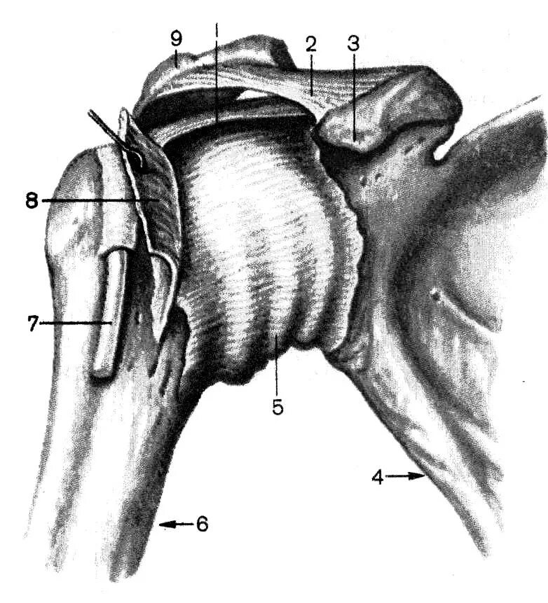 Плечевые связки. Плечевой сустав, articulatio Humeri:. Плечевой сустав анатомия спереди. Articulatio Humeri связки.