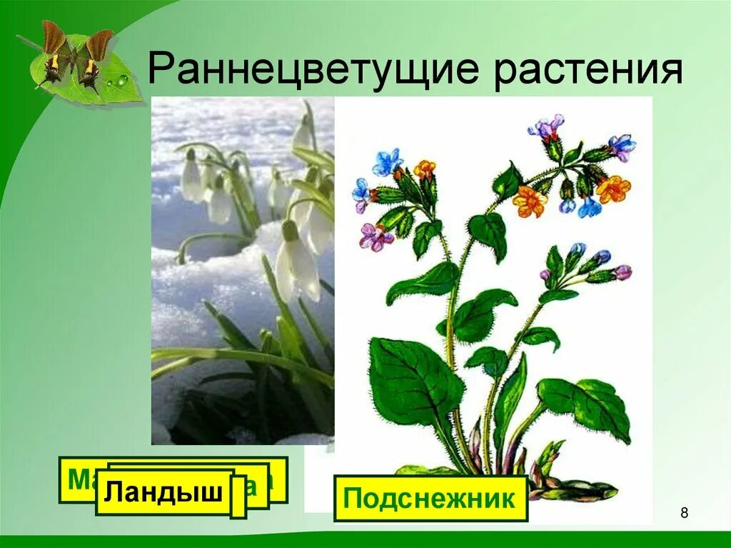 Какие условия необходимы для раннецветущих растений. Раннецветущие растения весной 2. Раннецветущие растения Смоленщины. Раннецветущие растения окружающий мир 2 класс.